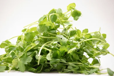 Une poignée de pousses germées fraîches, tiges blanches et petites feuilles d'un vert tendre, formant un monticule léger sur fond blanc.